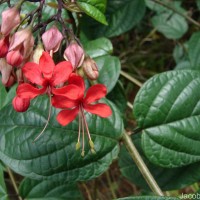 Clerodendrum × speciosum W.Bull